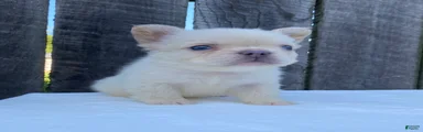 Cruz