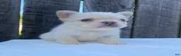 French Bulldog dogs for sale: Cruz - Ad 1