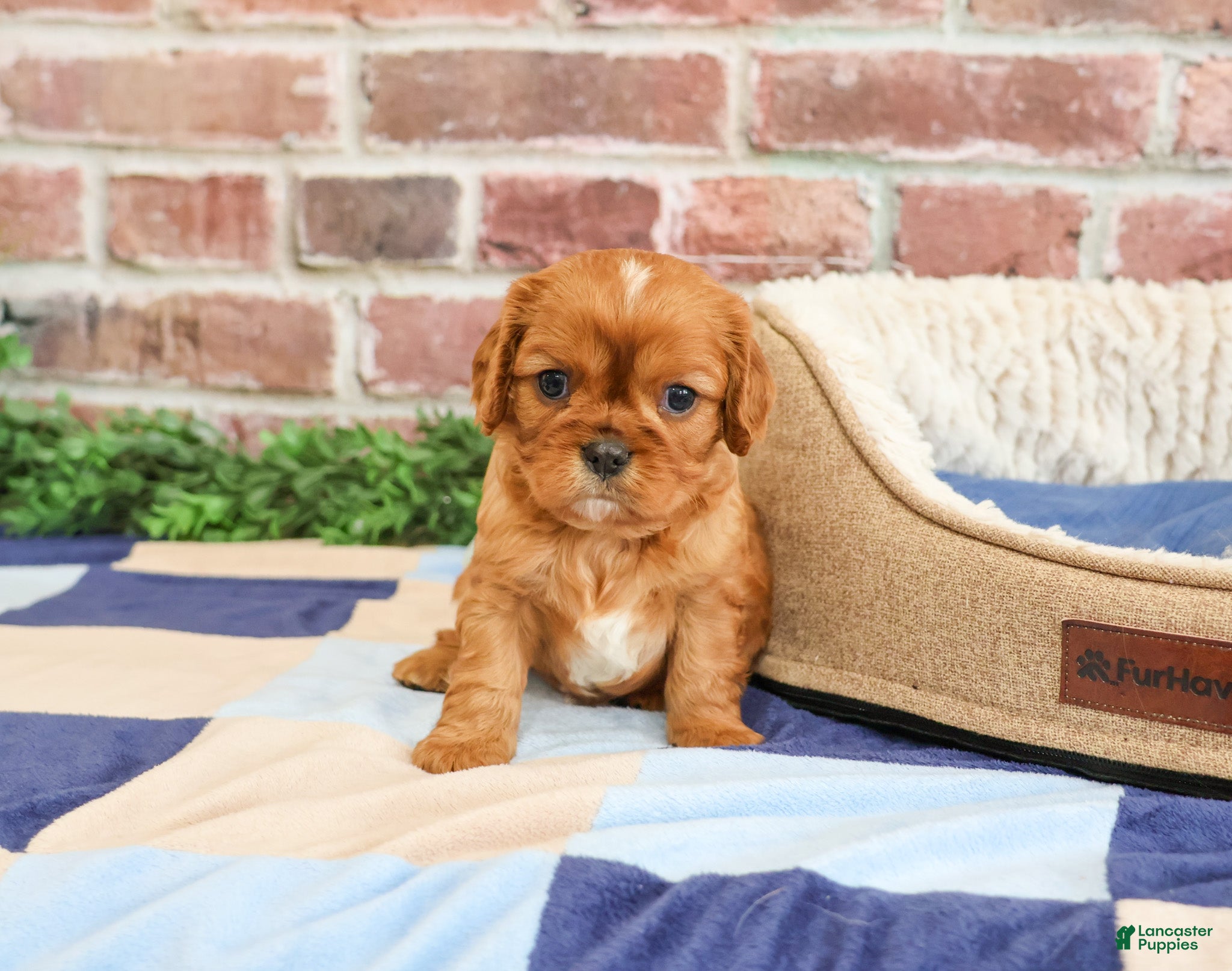 Cavalier King Charles Spaniel dogs Digger - Ad 33
