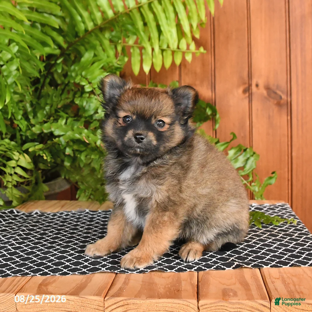 Mixed Breed dogs for sale: Pretzel - Ad 3