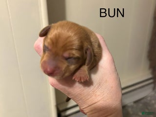 Miniature Dachshund dogs Bun - Ad 42