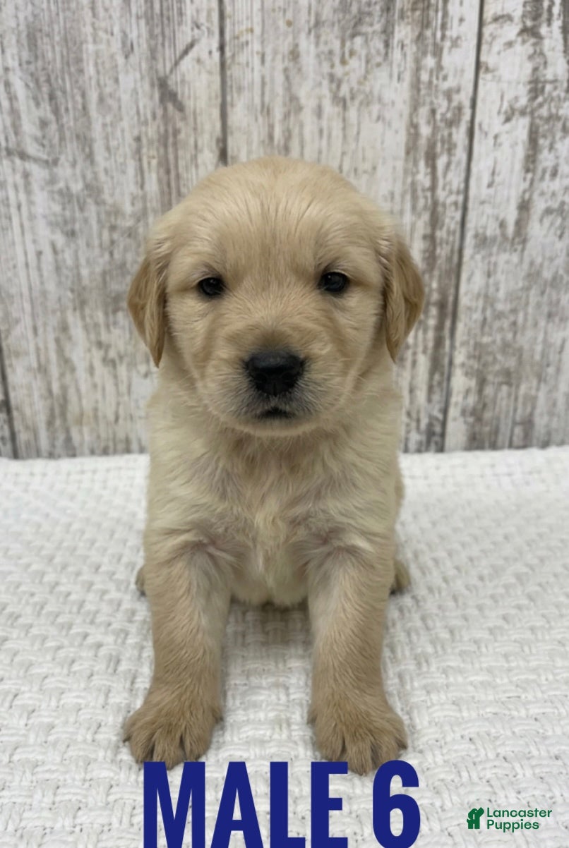 Golden Retriever dogs Golden Retriever Puppy 6 - Ad 4