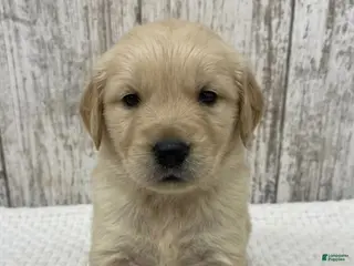 Golden Retriever dogs Golden Retriever Puppy 6 - Ad 4