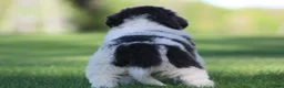 Newfoundland dogs for sale: Macy  - Ad 6