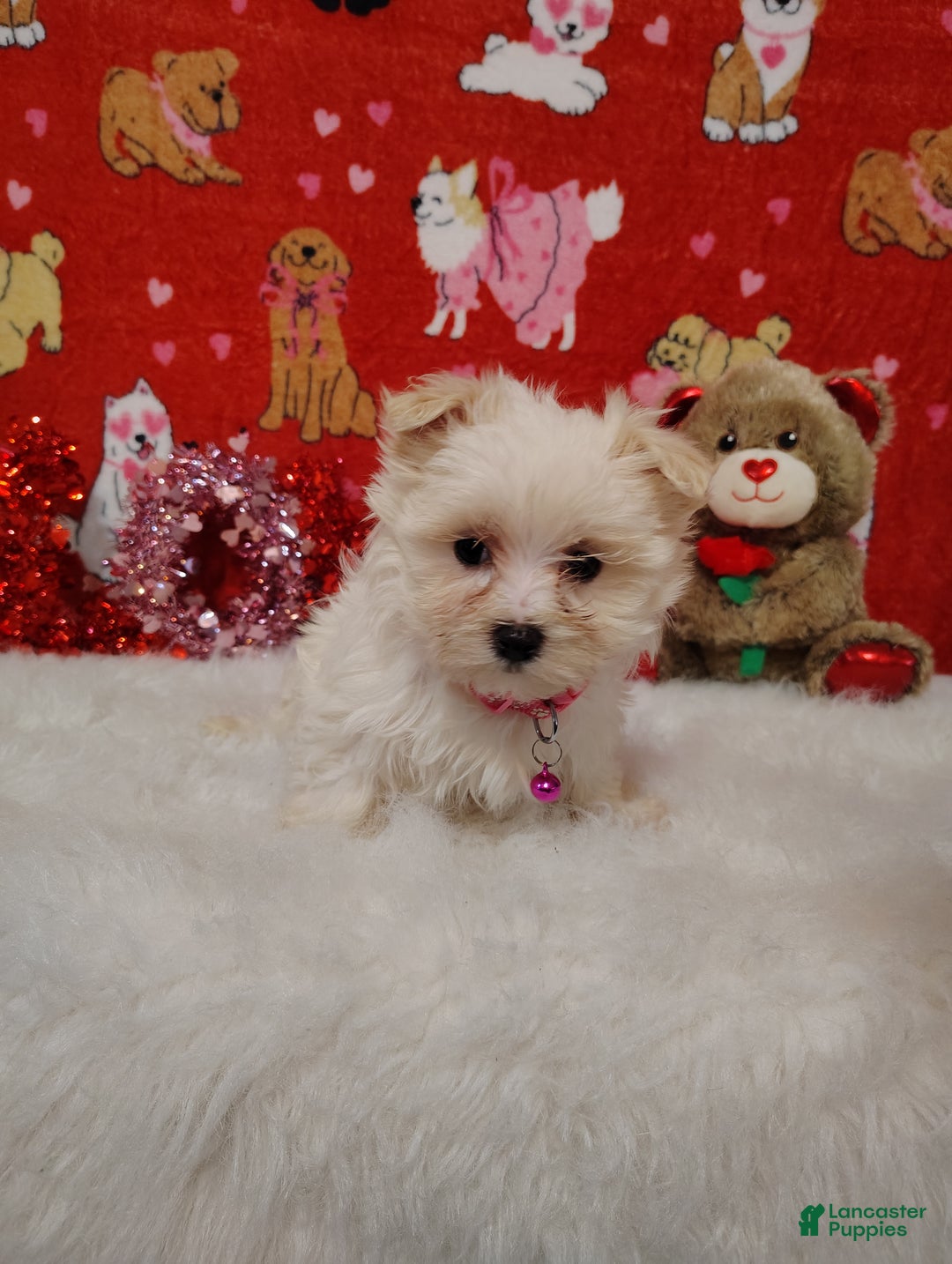 Maltese dogs for sale: Olivia - pink - Ad 4
