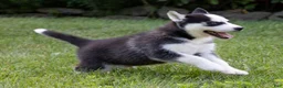 Siberian Husky dogs for sale: Donald - Ad 3