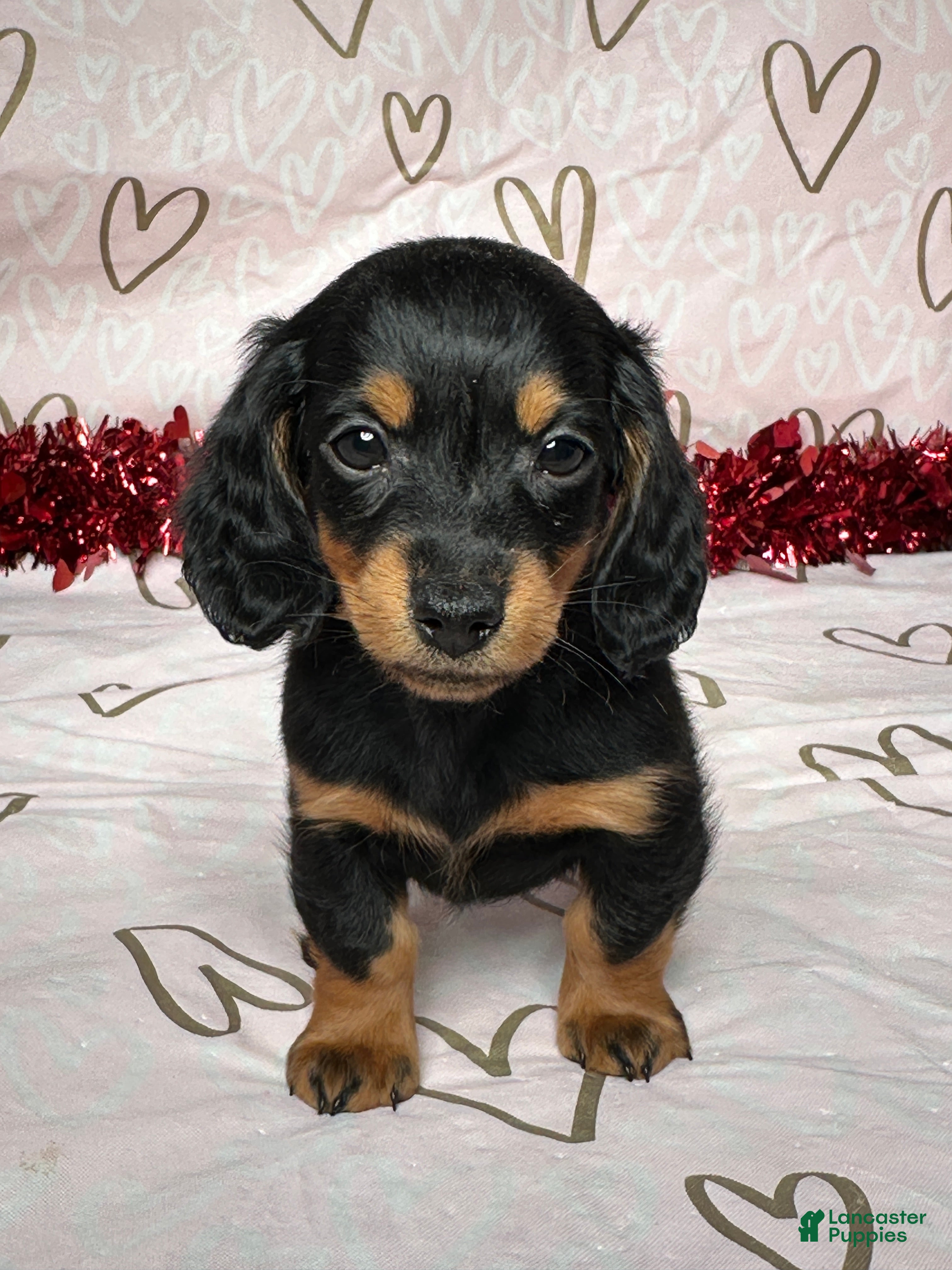 Miniature Dachshund dogs Emily - Ad 40