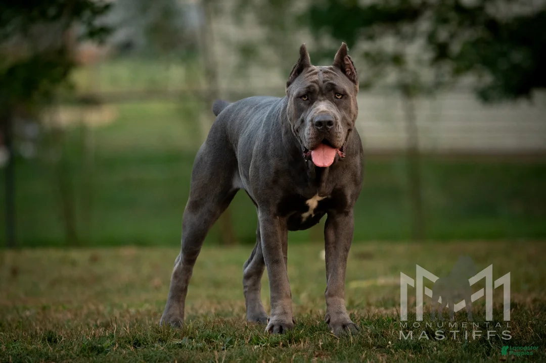 Mixed Breed dogs for sale: Grey Collar Male - Ad 12