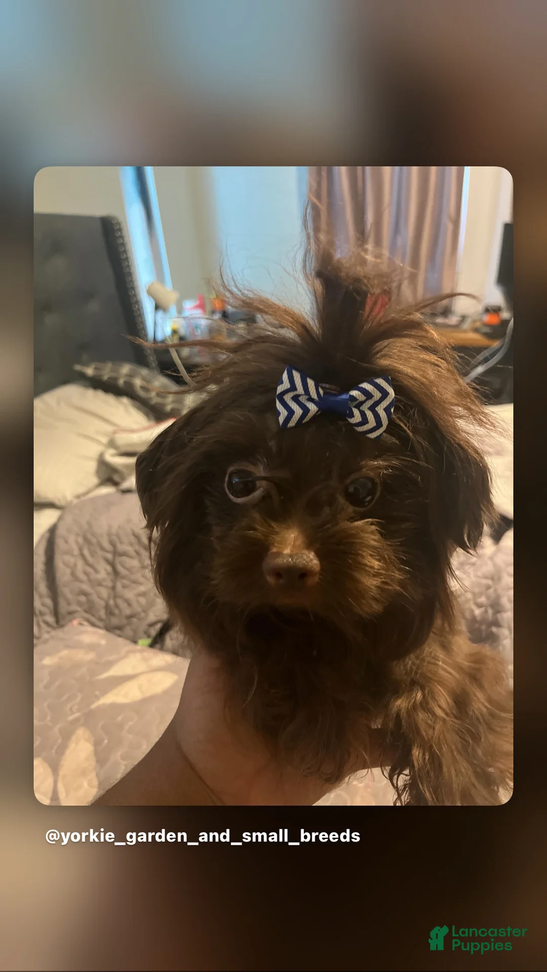Yorkshire Terrier dogs for sale: Yorkshire Terrier 1 - Ad 2