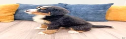 Bernese Mountain Dog dogs for sale: Harry - Ad 7