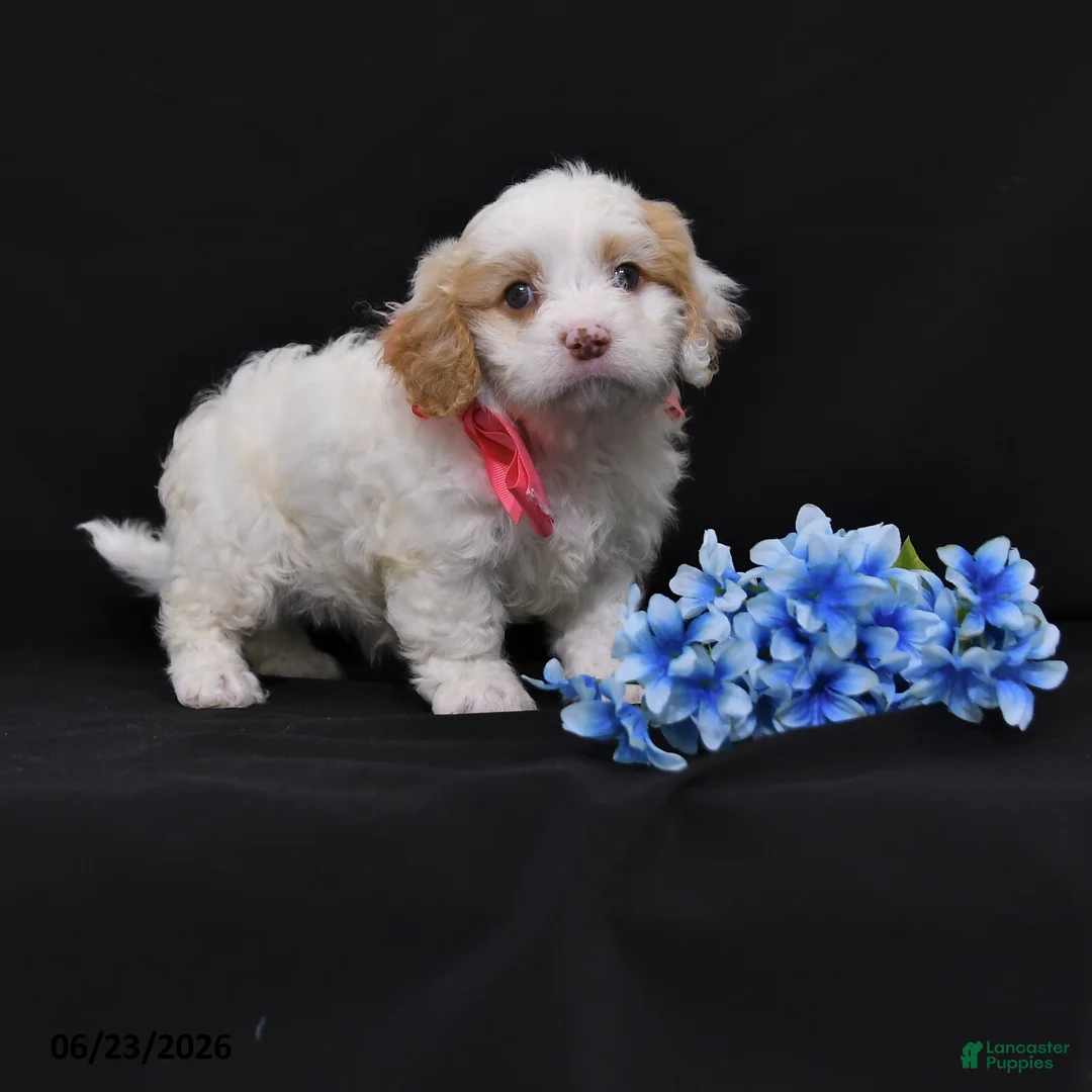 Cavapoo dogs for sale: Natalie - Ad 1