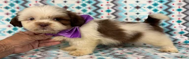 Shih Tzu 2