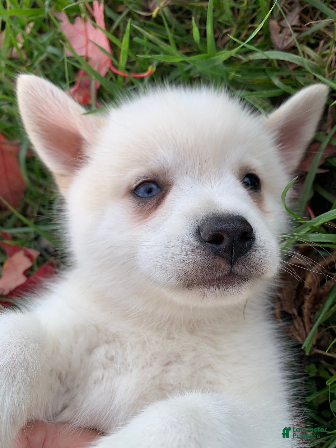 Alaskan Klee Kai dogs for sale: Sweet Trevor - Ad 3