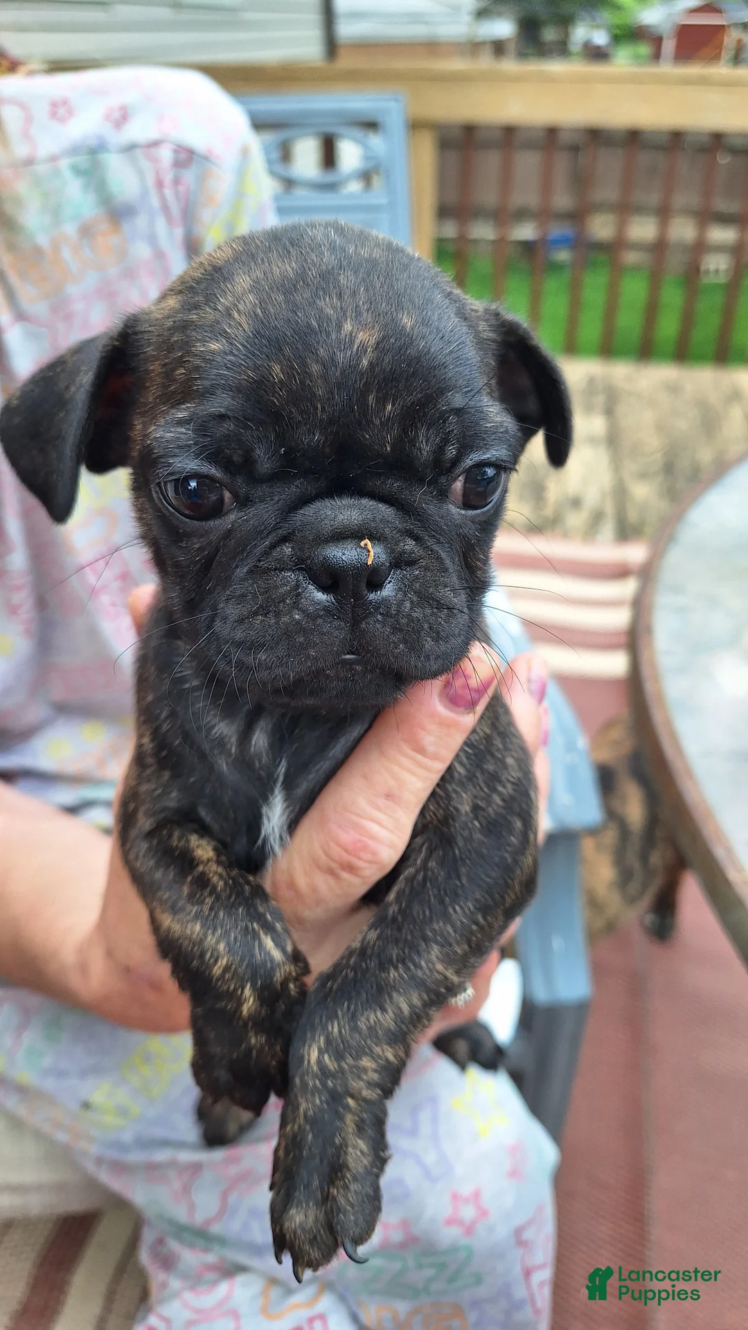 Mixed Breed dogs for sale: Shortcake - Ad 1