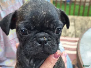 Mixed Breed dogs for sale: Shortcake - Ad 2