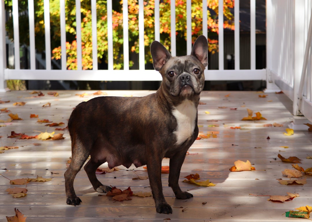 Mixed Breed dogs for sale: Rocky - Ad 8