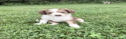 Aussiedoodle dogs for sale: Judy - Ad 3