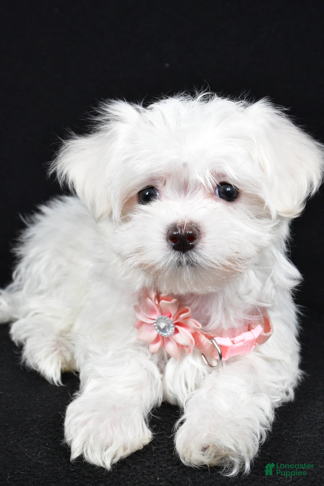 Maltese dogs for sale: Lacey - Ad 4