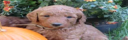 Mini Goldendoodle dogs for sale: Ginger - Ad 10