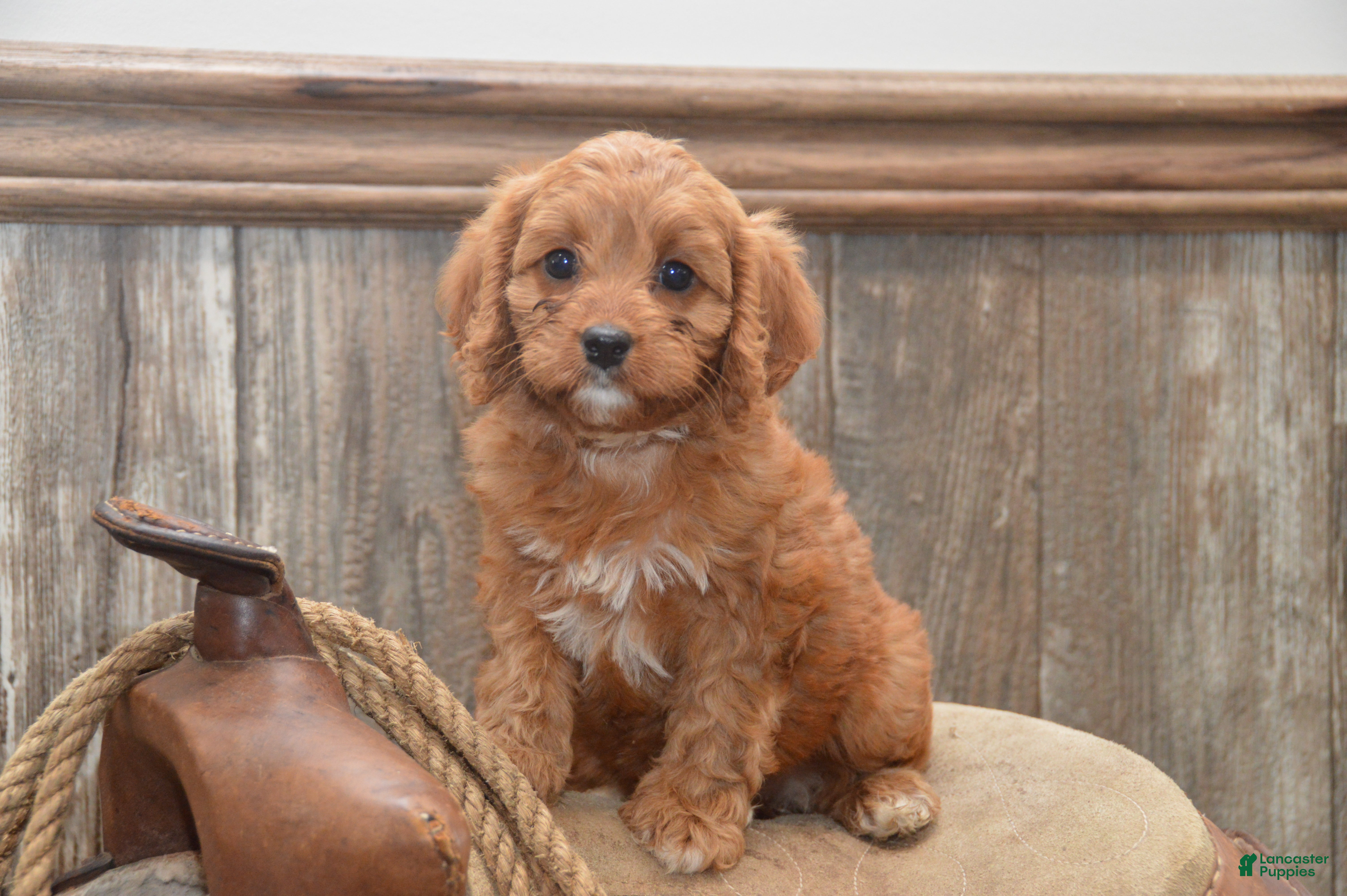Cavapoo dogs for sale: Lassie - Ad 3
