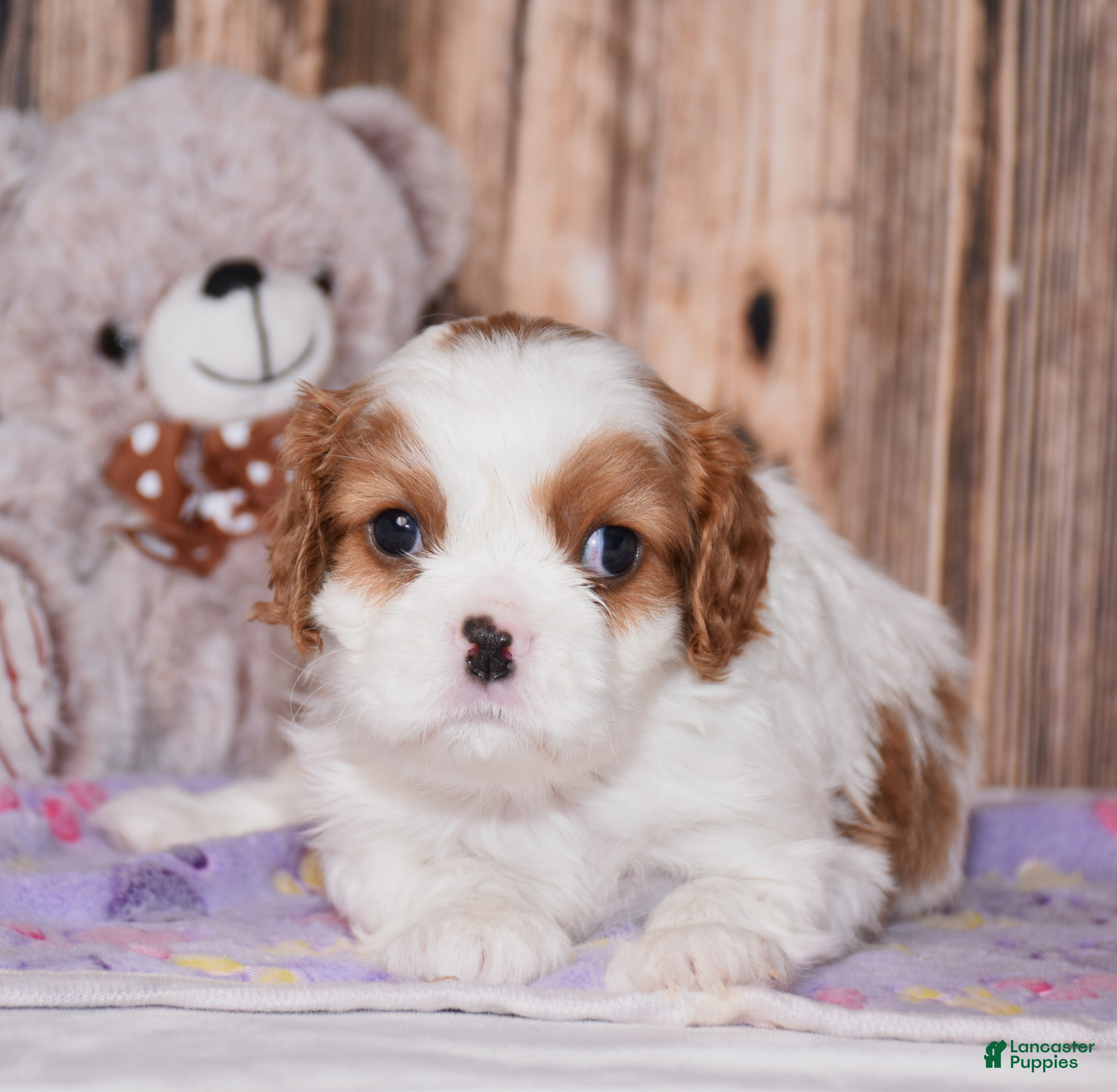 Cavalier King Charles Spaniel dogs Carl - Ad 1
