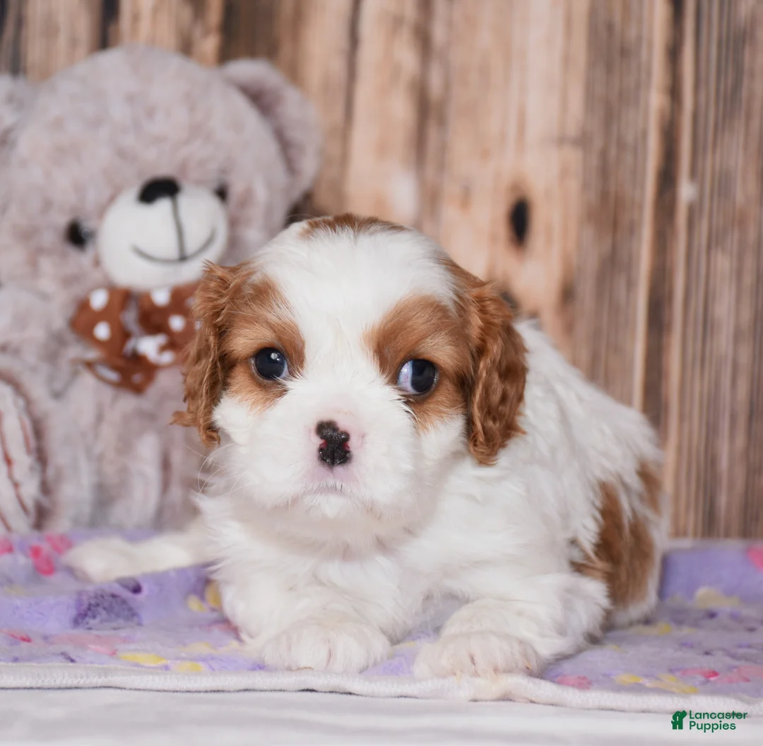Cavalier King Charles Spaniel dogs for sale: Carl - Ad 1