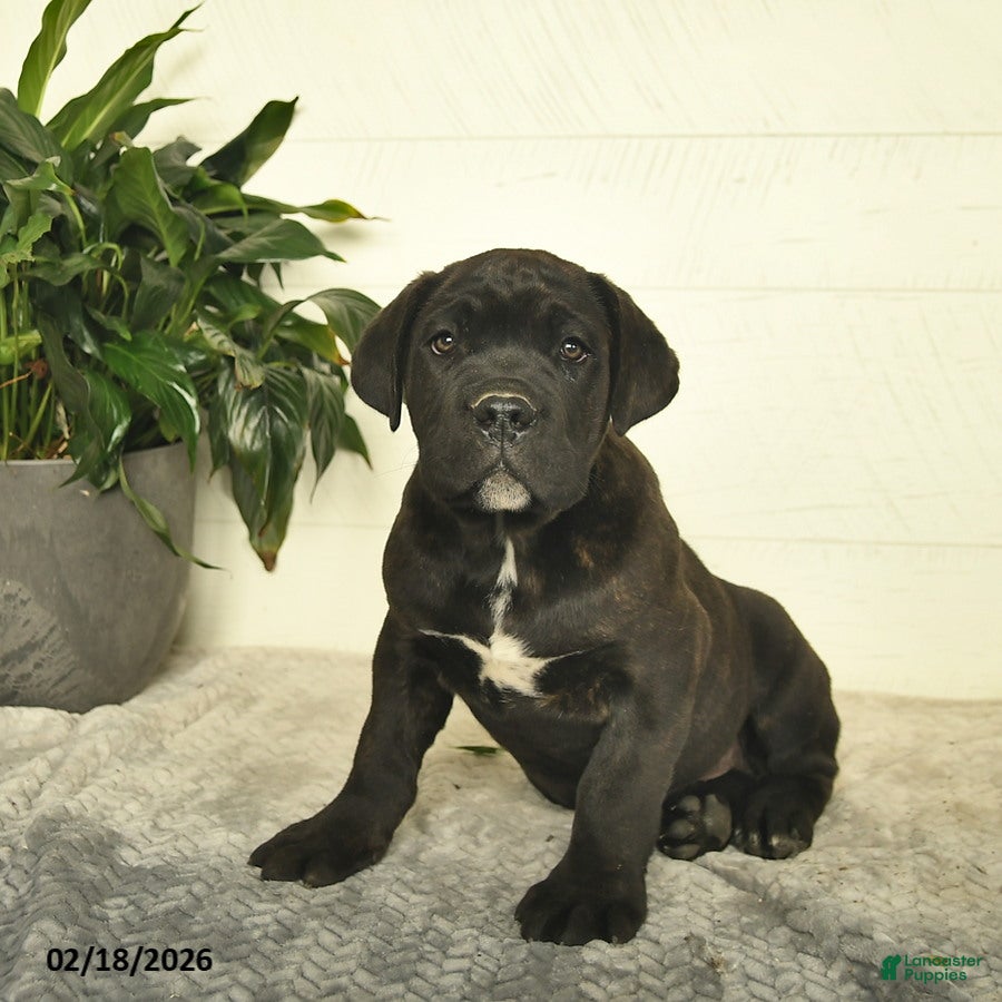 Cane Corso dogs Fido - Ad 2