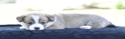 Welsh Corgi Pembroke dogs for sale: Carli - Ad 4