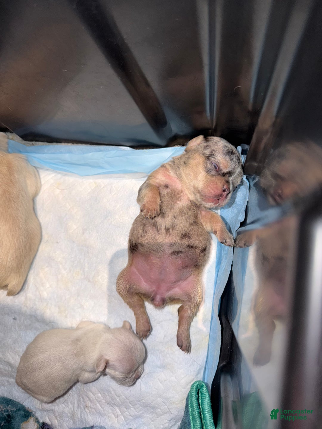 French Bulldog dogs for sale: Sapphire fluffy - Ad 3