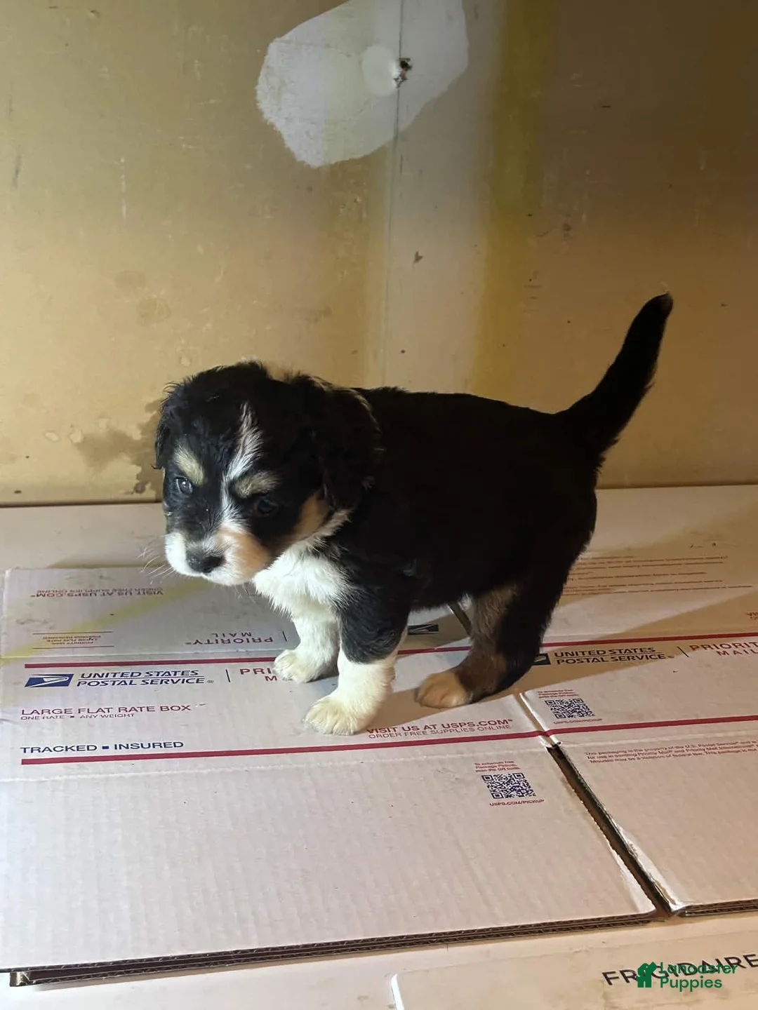 Mixed Breed dogs for sale: Mixed Breed Puppy 1 - Ad 2