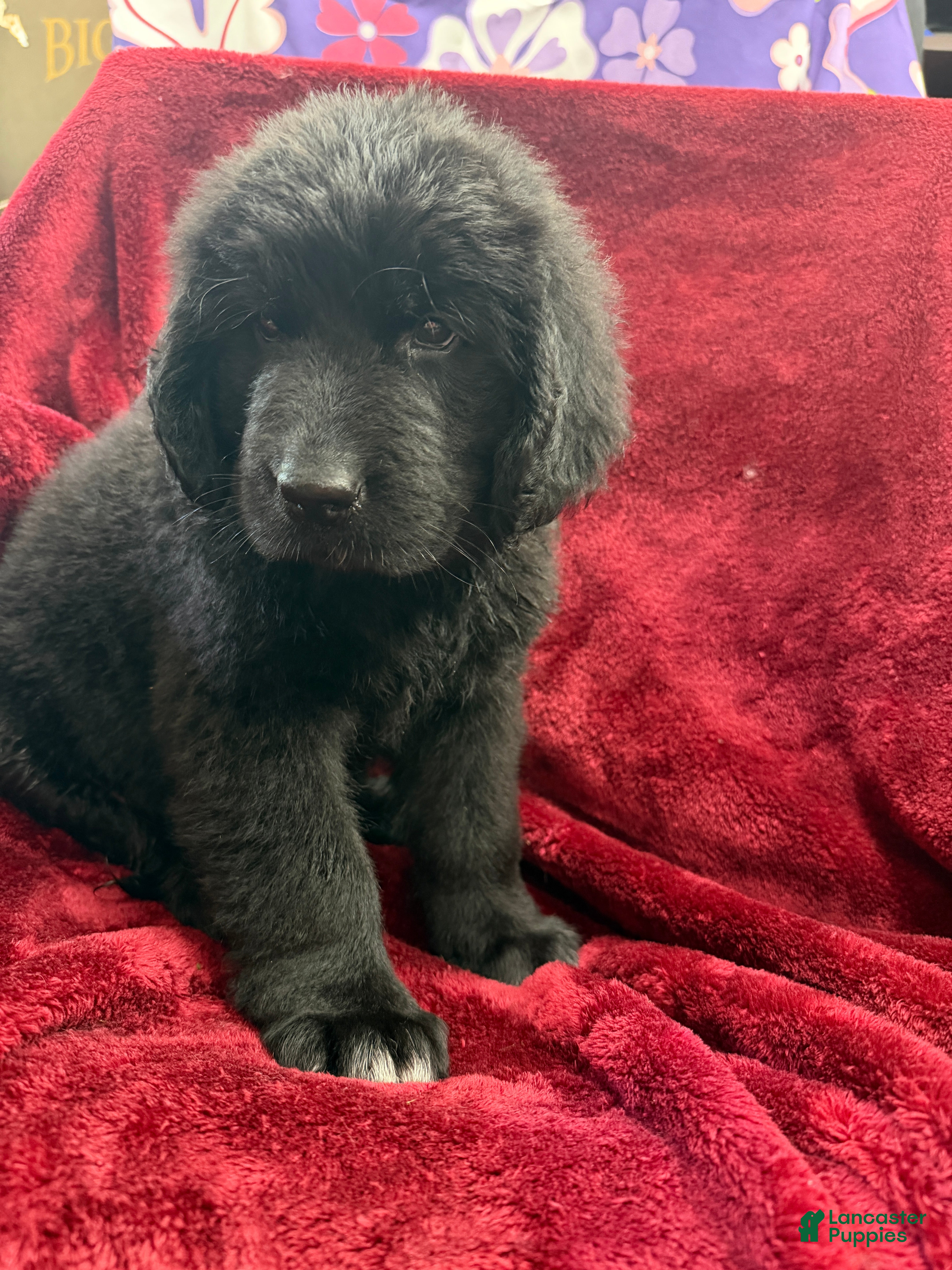 Newfoundland dogs Newfoundland 2 - Ad 1