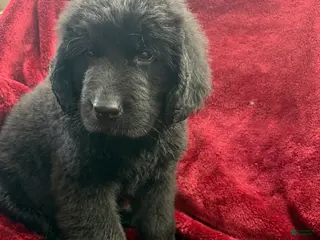 Newfoundland dogs for sale: Newfoundland 2 - Ad 1