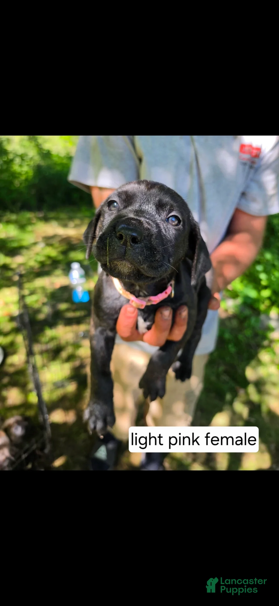 Mixed Breed dogs for sale: Light pink female - Ad 1