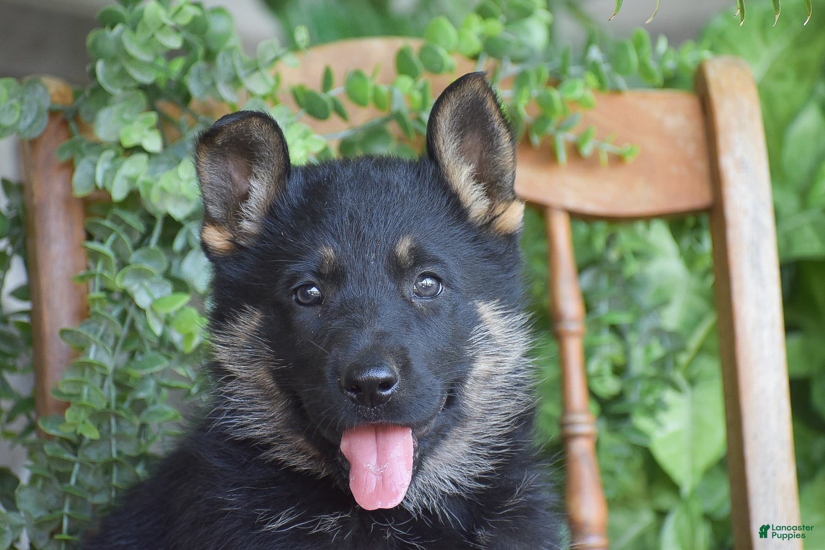 German Shepherd dogs Maddie - Ad 2