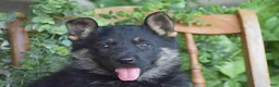 German Shepherd dogs for sale: Maddie - Ad 2