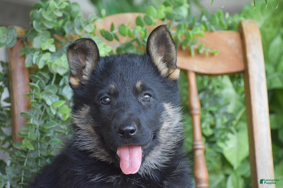 German Shepherd dogs for sale: Maddie - Ad 2