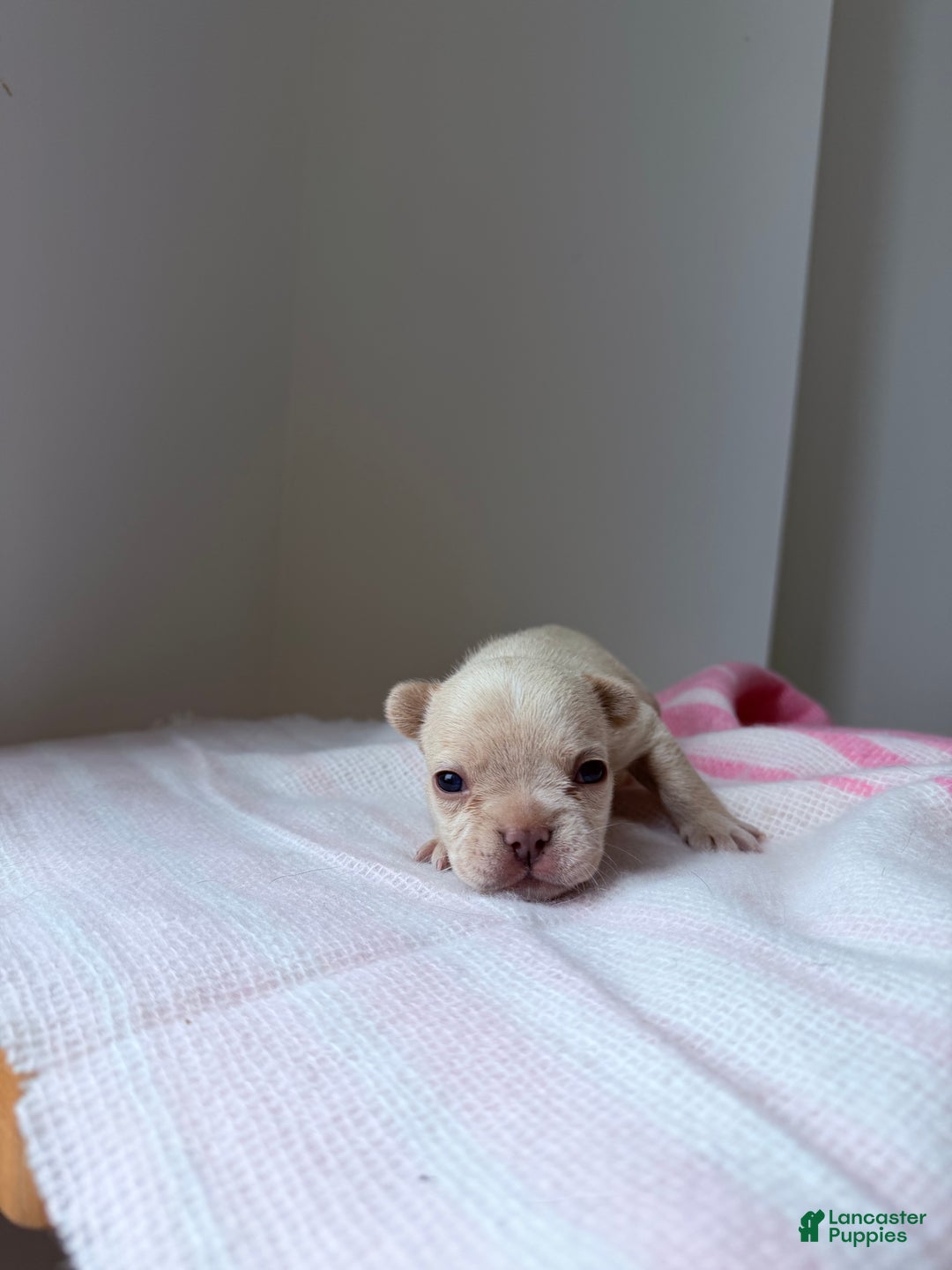 French Bulldog dogs for sale: Prada - Ad 3