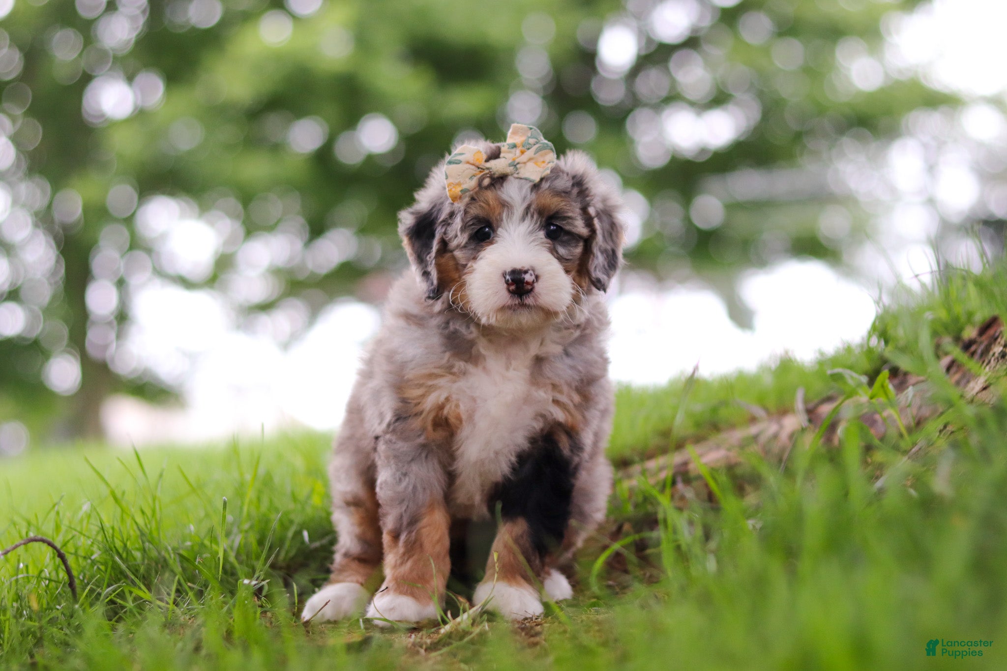 Mini Bernedoodle dogs Mimosa - Ad 2