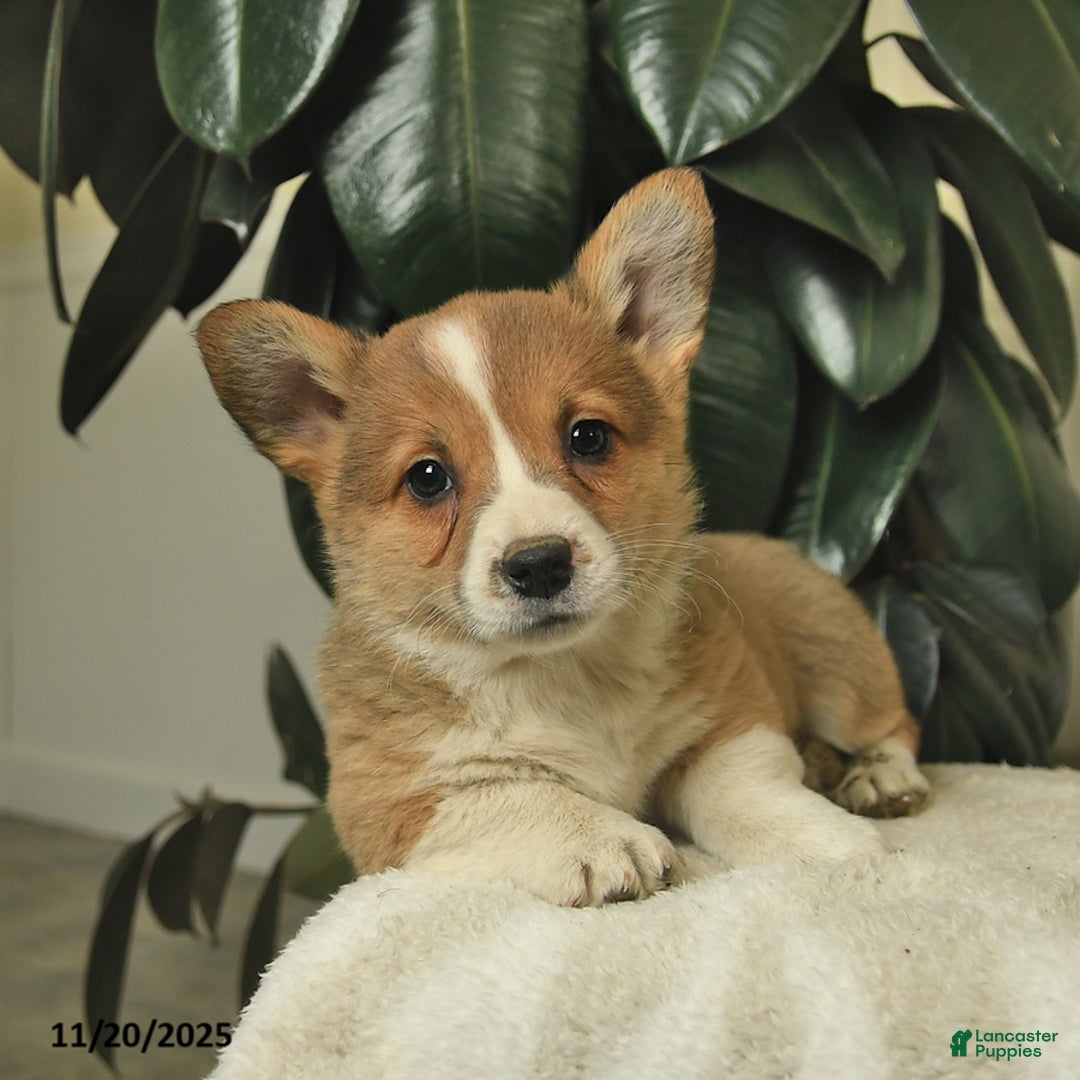 Welsh Corgi Pembroke dogs for sale: Cheif  - Ad 2