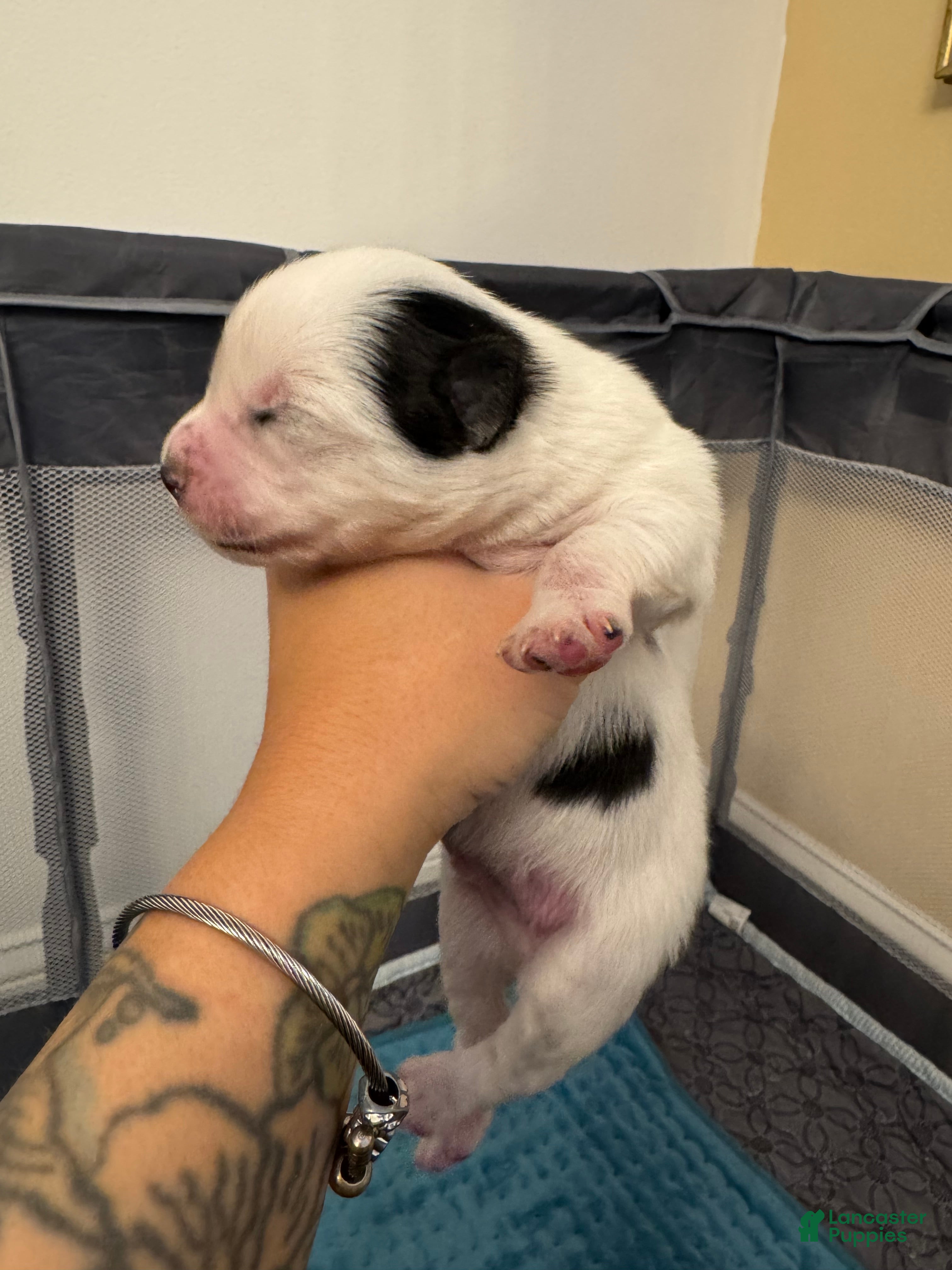 Pomsky dogs White Male with black spots - Ad 2