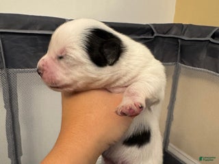 Pomsky dogs White Male with black spots - Ad 1