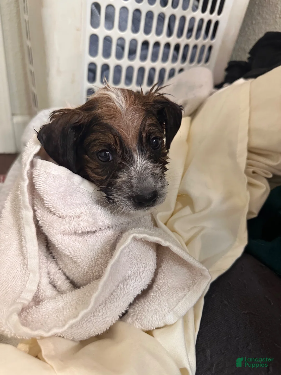 Jack Russell Terrier dogs for stud: Jack Russell Puppies - Ad 2