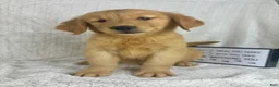Golden Retriever dogs for sale: Ranger - Ad 2
