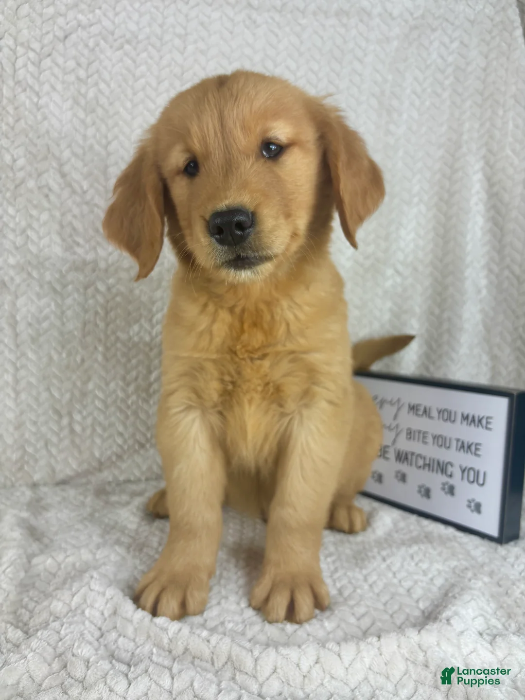 Golden Retriever dogs for sale: Ranger - Ad 2