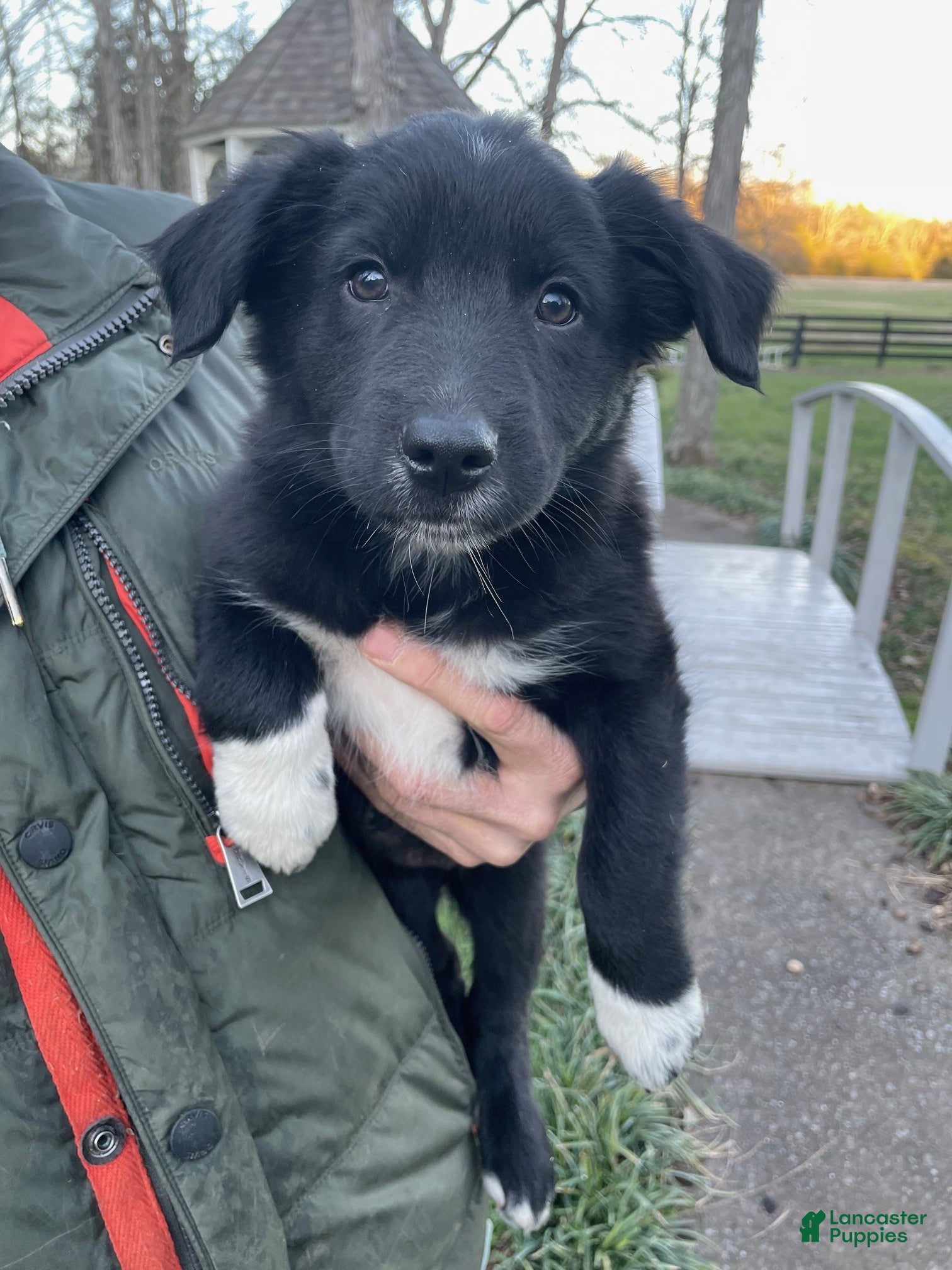 Australian Shepherd dogs Pixal - Ad 1