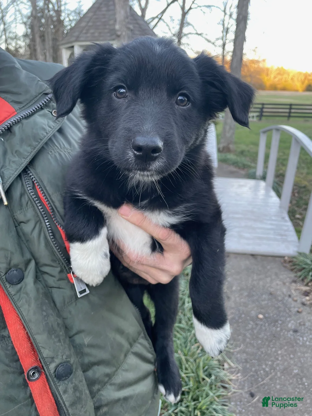 Australian Shepherd dogs for sale: Pixal - Ad 1