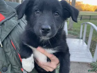 Australian Shepherd dogs for sale: Pixal - Ad 2