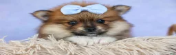 Pomeranian dogs for sale: Flossie  - Ad 5