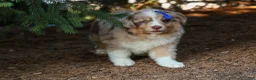 Miniature Australian Shepherd dogs for sale: LUCKY - Ad 5