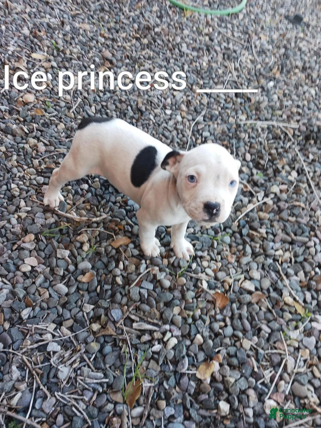 Mixed Breed dogs for sale: Lil' Flip - Ad 3